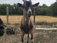 Kozel, Alpine goat — foto 2