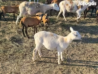Խոյ, Cameroon sheep — լուսանկար 4