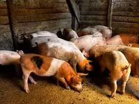 หมูป่าตัวผู้, หมู — รูปภาพ 3