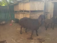 绵羊（批次，未指定性别）, Sheep — 照片 3