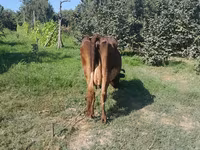 Vacă, Simmental cattle — foto 6