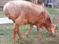 Montone, Arashan sheep — foto 1