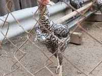 Czech Gold Brindled Hen — sawirka 6