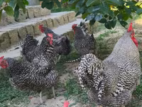 Chickens — foto 3