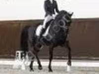 公马, Horses — 照片 3