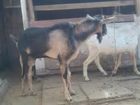 Kambing jantan, Saanen goat — foto 3