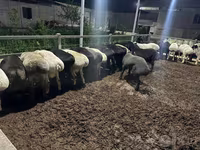 Wad, Sheep — sawirka 4