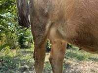 Lembu betina, Cattle — foto 3
