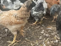 Chickens — foto 3