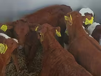 Toro, Simmental cattle — foto 2
