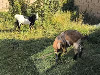 Kambing jantan, Alpine goat — foto 1