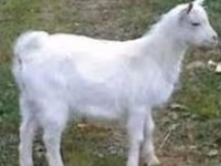 Buk, Saanen goat — foto 1