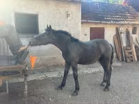 Kůň, Koně — foto 2