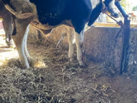 Taureau, Russian Black pied cattle — photo 2