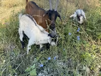 Koza, Czech Brown Shorthaired goats — foto 1