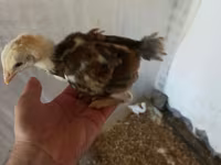 Chickens — 사진 3