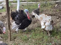 Turkeys — zdjęcie 3