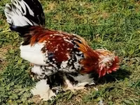 Chickens — foto 1