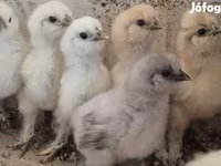 Silkie — foto 1