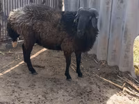 قوچ, Karakul sheep — عکس 1