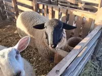 كبش, White Suffolk sheep — الصورة 1
