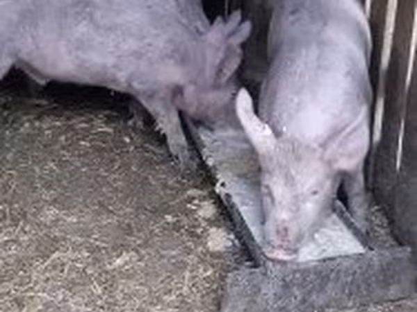Knur, Крупная белая