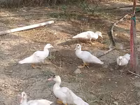 Ducks — 照片 6