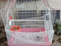 Nimfa (cockatiel) tutuquşu və qəfəs dəsti - Növ: Nimfa (cockatiel) – — الصورة 3