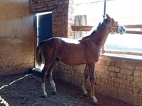 Hingst, Heste — foto 1