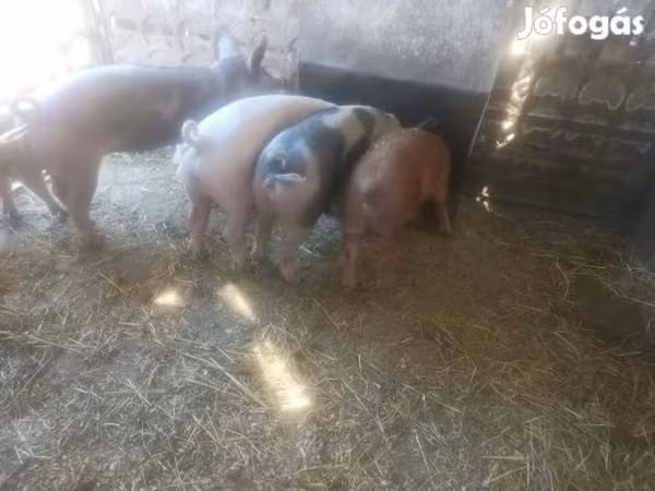 گراز نر, خوک