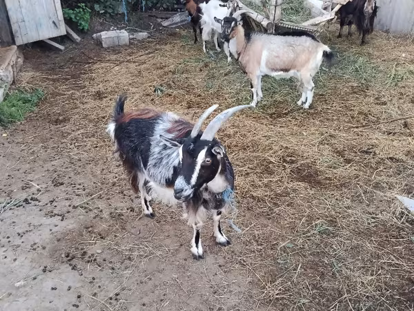母山羊, Goats