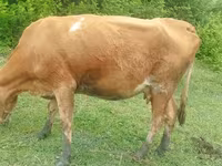 گاو ماده, Simmental cattle — عکس 4