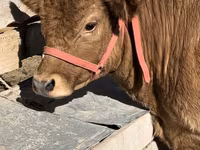 Vacă, Belgian Blue — foto 1