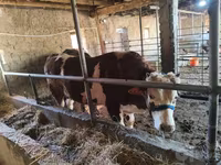Vacă, Simmental cattle — foto 2