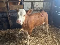 Lembu jantan, Belgian Blue — foto 2