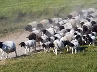 แกะตัวผู้, Dorper sheep — รูปภาพ 4