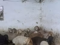 Kambing jantan, Arashan sheep — foto 5