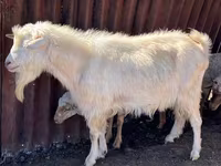 Buk, Saanen goat — foto 2