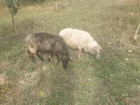 Pecora, Pecore — foto 2