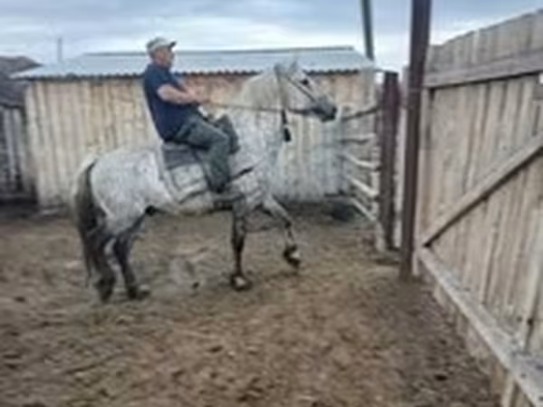 اسب نر, Arabian horse