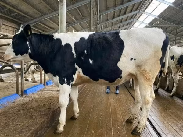 Vaca, Raza Holstein