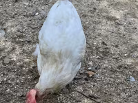 Chickens — تصویر 2