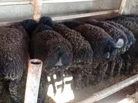 Schaap, Schapen — foto 2
