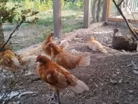 Chickens — عکس 2
