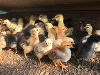 Chickens — foto 3