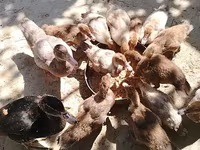 มัสโกวีพันธุ์บ้าน — รูปภาพ 1