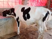 Bò cái, Bò nước — ảnh 1