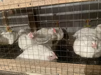 Chickens — fotografija 6