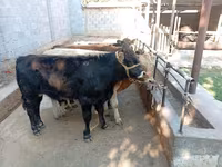 گاو نر, Swiss cattle — عکس 7