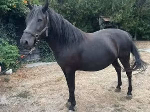 Hoppe, Hucul pony